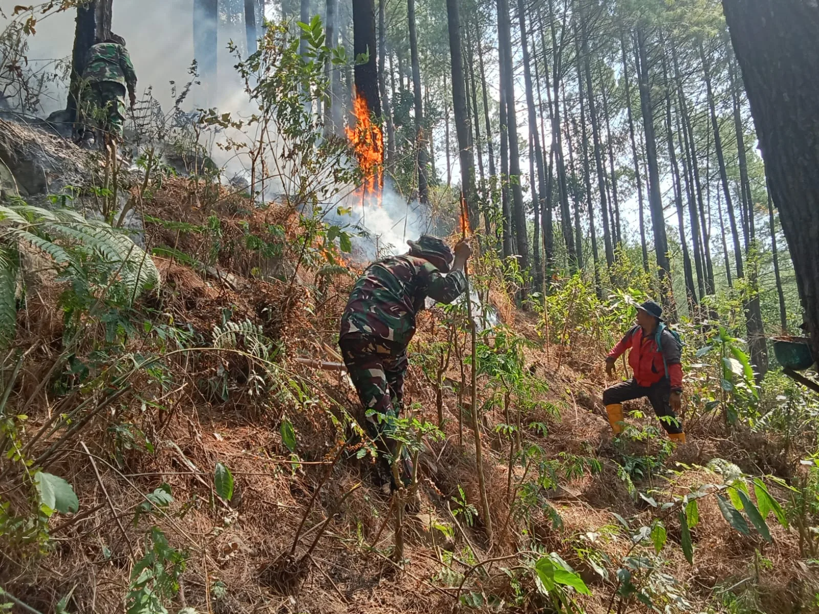 Sigap! TNI-Polri Redam Kebakaran Hutan Pinus di Malang