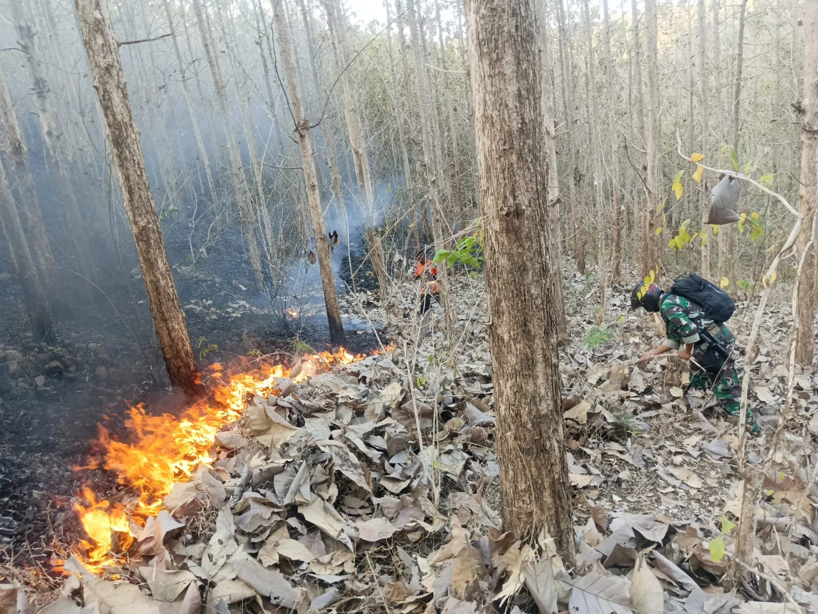 Koramil 0807-13/Kauman Bersama Perhutani dan Warga Cepat Padamkan Api di Kawasan Hutan Jati Tulungagung