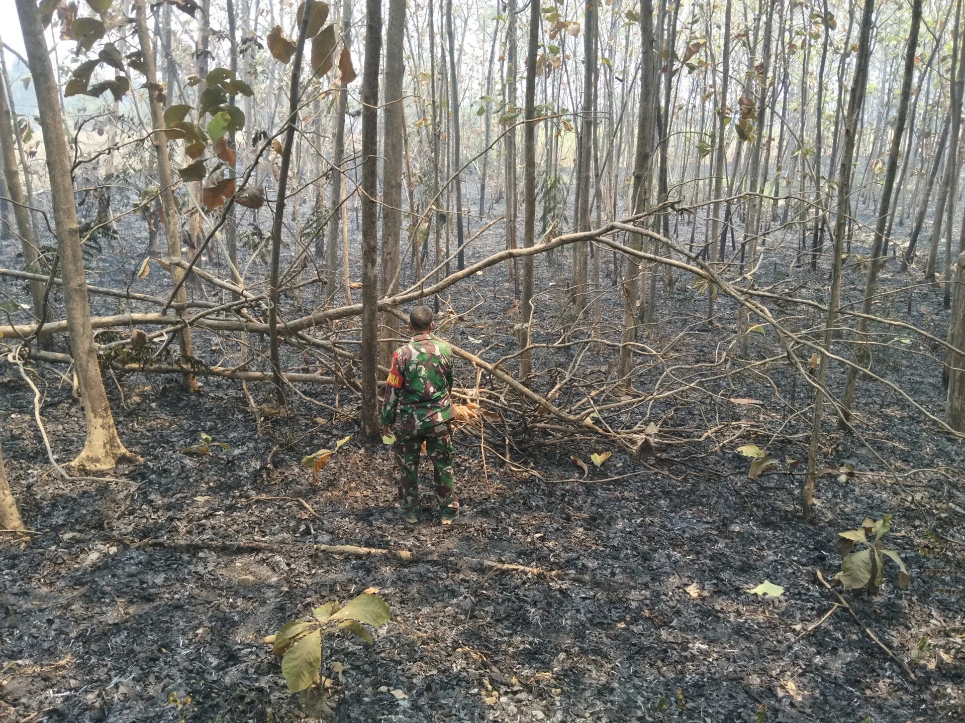 Kebakaran Hutan di Dawarblandong Berhasil Dipadamkan Personel Koramil dan Warga